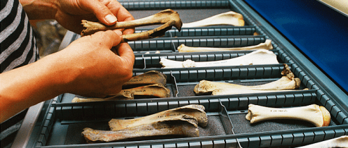 Read more about the article Zooarchaeology