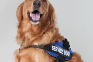 Read more about the article Музејот ги отвори вратите за кучињата придружници