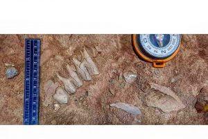 Read more about the article Завршени се овогодинешните палеолитски истражувања во пештерата Голема Пешт кај с. Здуње